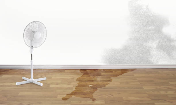 Best Professional water damage repair  in Milam, TX