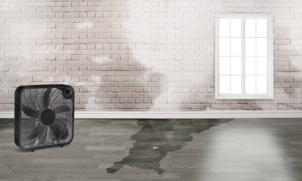 Best Water damage mitigation services  in Milam, TX